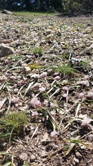 Allium obtusum obtusum