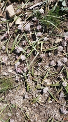 Allium obtusum obtusum