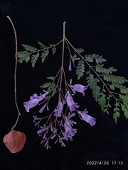 Jacaranda mimosifolia