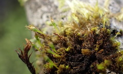Ulota obtusiuscula