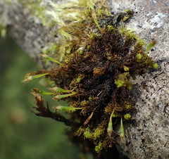 Ulota obtusiuscula