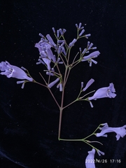 Jacaranda mimosifolia