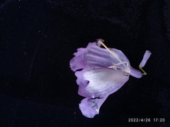 Jacaranda mimosifolia