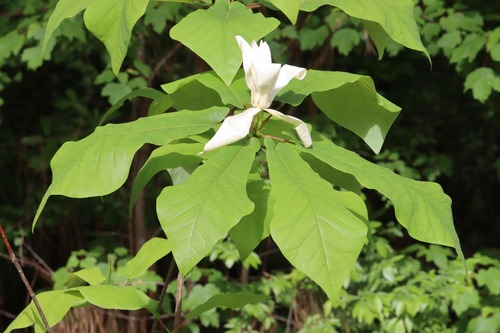Magnolia Estrella (Magnolia stellata) · NaturaLista Mexico