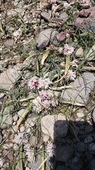 Allium obtusum obtusum