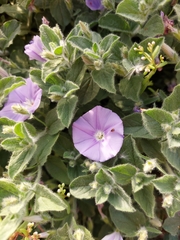 Convolvulus sabatius subsp. mauritanicus image