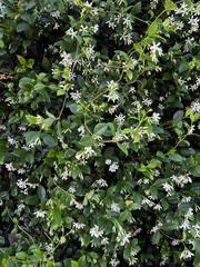 Image of Trachelospermum asiaticum