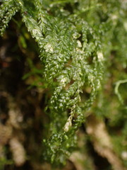 Thamnobryum neckeroides