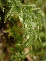 Thamnobryum neckeroides