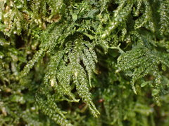 Thamnobryum neckeroides