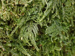Thamnobryum neckeroides