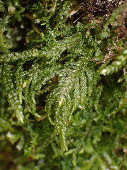 Thamnobryum neckeroides