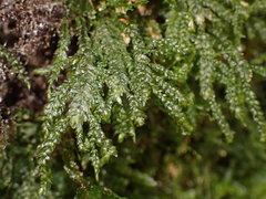Thamnobryum neckeroides