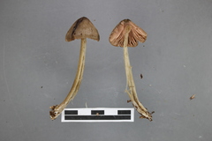 Entoloma canoconicum