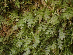 Mnium stellare