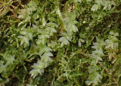 Mnium stellare
