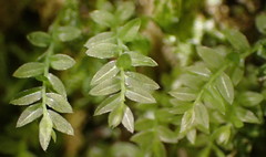 Mnium stellare