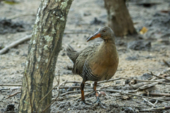 Rallus longirostris