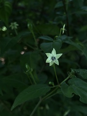 Capsicum annuum glabriusculum