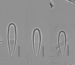 Gomphonella olivacea