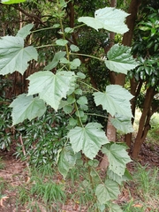 Hibiscus diversifolius