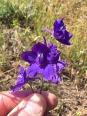 Delphinium variegatum variegatum