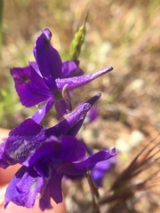 Delphinium variegatum variegatum