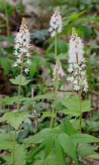 Tiarella nautila