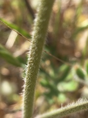 Delphinium variegatum variegatum