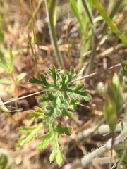 Delphinium variegatum variegatum