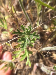 Delphinium variegatum variegatum