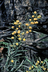 Acacia euthycarpa