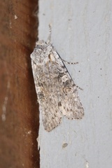 Lithophane pertorrida