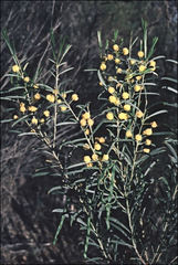 Acacia euthycarpa