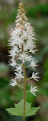 Tiarella nautila