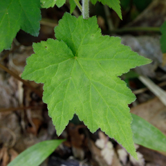 Tiarella nautila