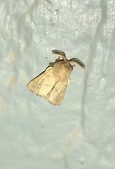 Malacosoma disstria