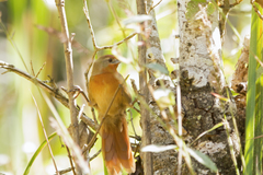 Phacellodomus ferrugineigula