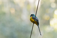 Trogon rufus chrysochloros