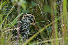 Gallinago undulata