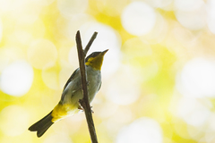 Hemithraupis flavicollis