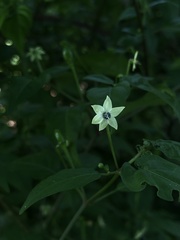 Capsicum annuum glabriusculum