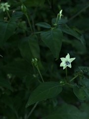 Capsicum annuum glabriusculum