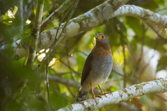 Micrastur ruficollis