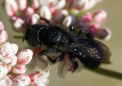 Cephalosmia