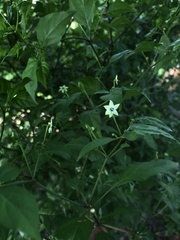 Capsicum annuum glabriusculum