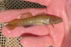 Etheostoma nigripinne