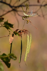 Bauhinia ungulata