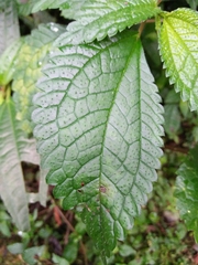 Elatostema platyphyllum