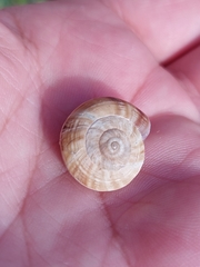 Geomitridae